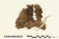 藏品(茶漬衣屬)的圖片